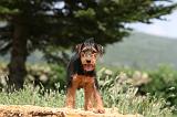 AIREDALE TERRIER 318